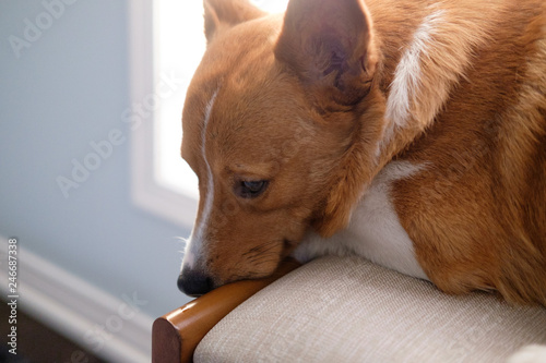 Obraz na płótnie corgi dog pet w salonie