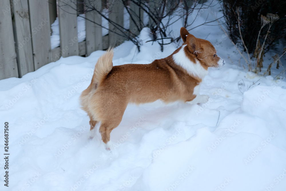 corgi dog pet