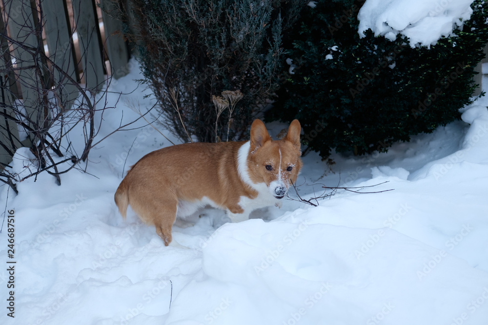 corgi dog pet