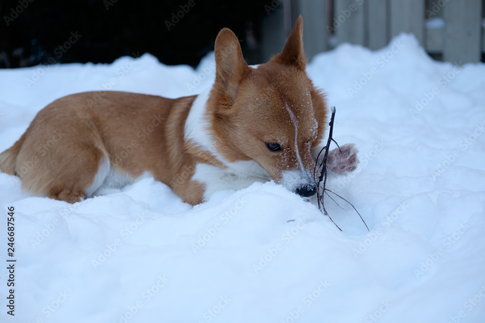 corgi dog pet
