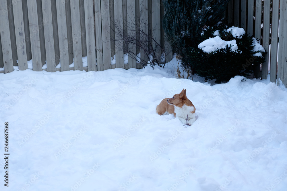 corgi dog pet