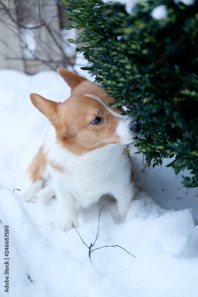 corgi dog pet