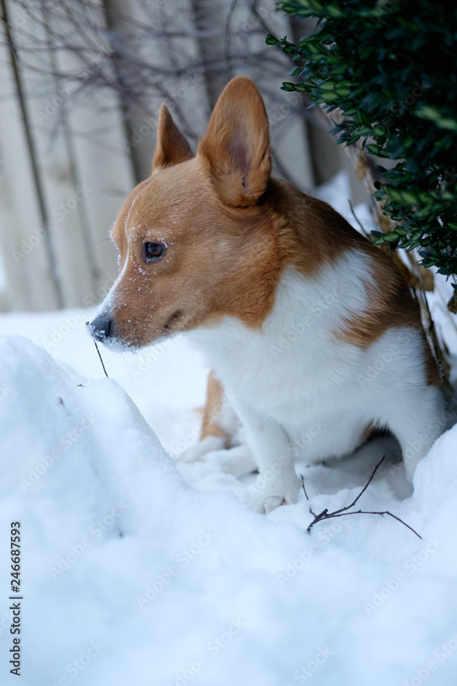 corgi dog pet