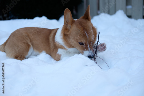 Obraz na płótnie corgi dog pet w salonie