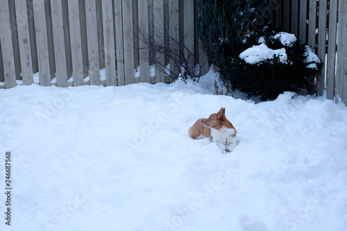 Obraz na płótnie corgi dog pet w salonie