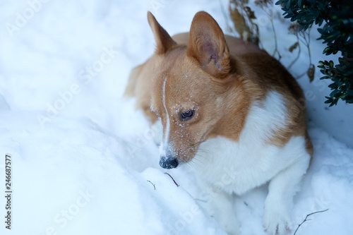 Obraz na płótnie corgi dog pet w salonie