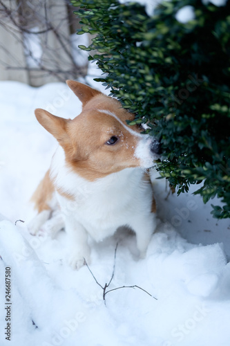 Obraz na płótnie corgi dog pet w salonie