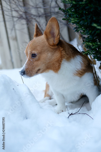 Obraz na płótnie corgi dog pet w salonie