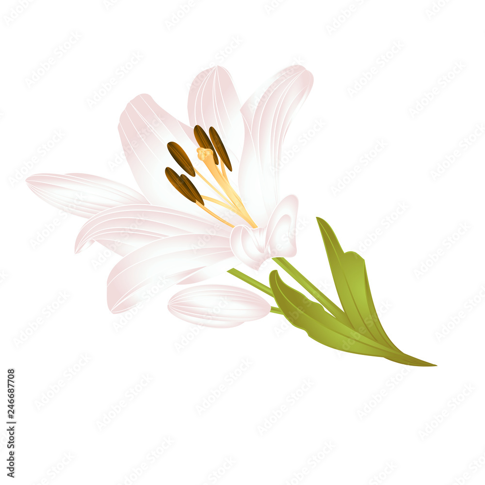 Obraz premium Lily white Lilium candidum third a white flower with leaves on a white background vector illustration editable Hand drawn