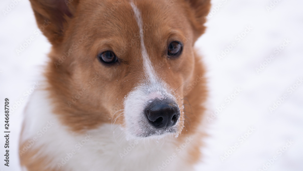 corgi dog pet
