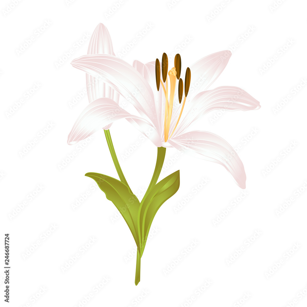 Obraz premium Lily white Lilium candidum fourth a white flower with leaves on a white background vector illustration editable Hand drawn