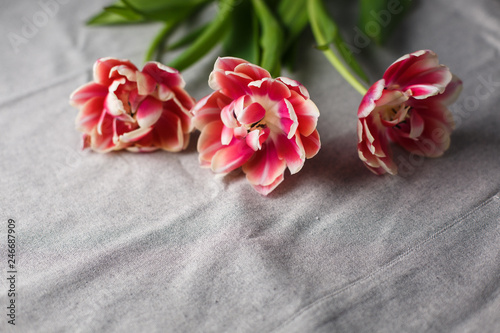 tulips on the gray linen background