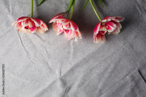 tulips on the gray linen background