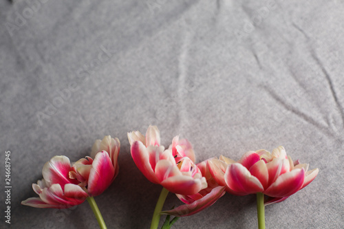 tulips on the gray linen background