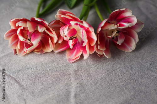 tulips on the gray linen background