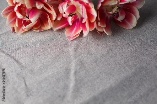 tulips on the gray linen background