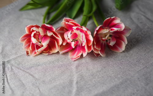 tulips on the gray linen background