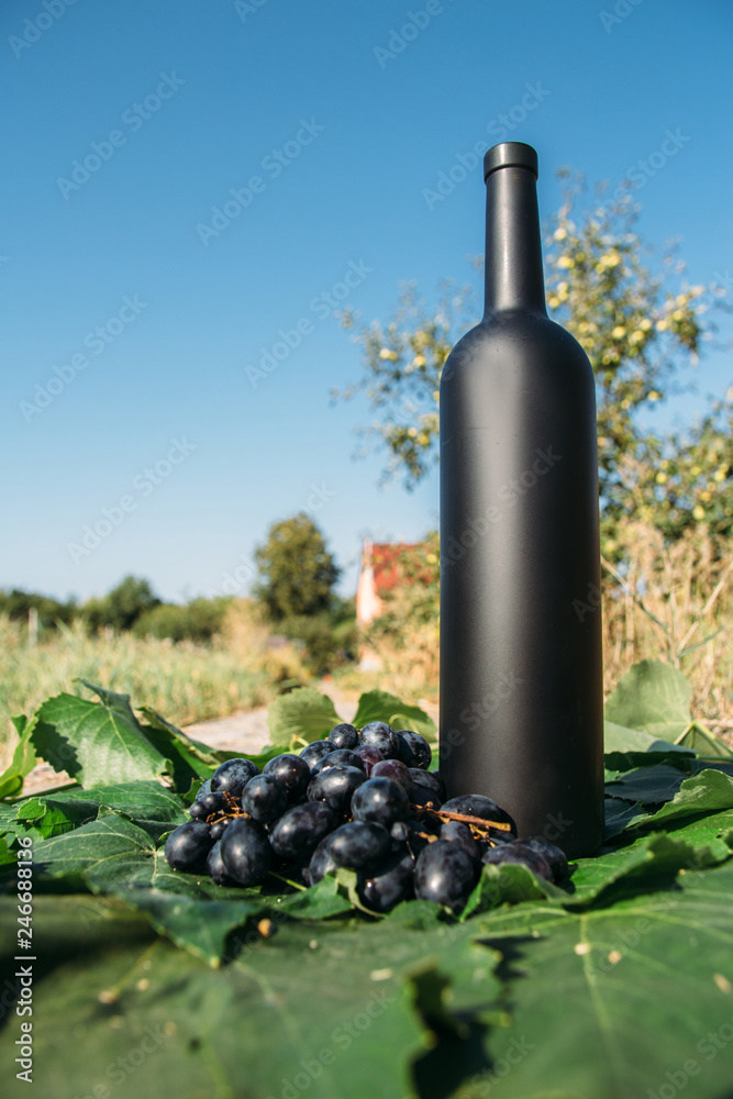 a black bottle stands on green, grape leaves, next to it is a black grape, a bunch. on the road in the village. the back garden and the house are seen. natural production. Home wine.