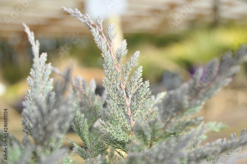 juniperus horizontalis blue chip