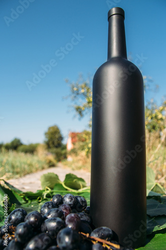 a black bottle stands on green, grape leaves, next to it is a black grape, a bunch. on the road in the village. the back garden and the house are seen. natural production. Home wine.