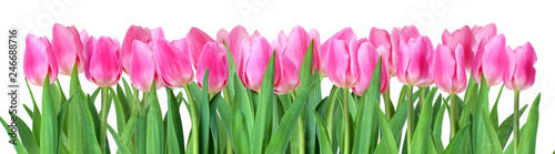  tulips  isolated on white
