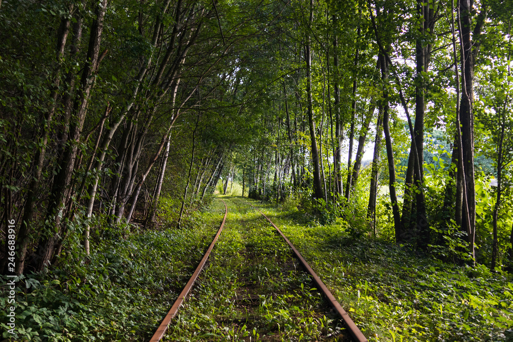 Train tracks inside a forest that has grown to a tunnel around them. Trolley available to ride along the tracks and back. Shot during summer on a warm day in southern Sweden. Train tracks inside a forest that has grown to a tunnel around them. Trolley available to ride along the tracks and back. Shot during summer on a warm day in southern Sweden.