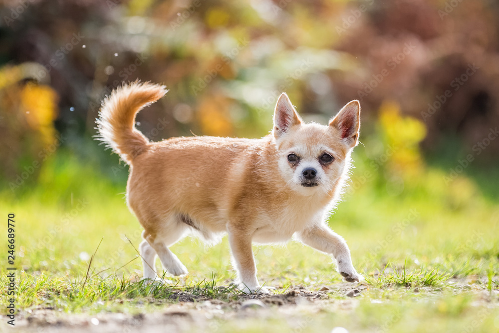 Chihuahua playing in the park Chihuahua playing in the park