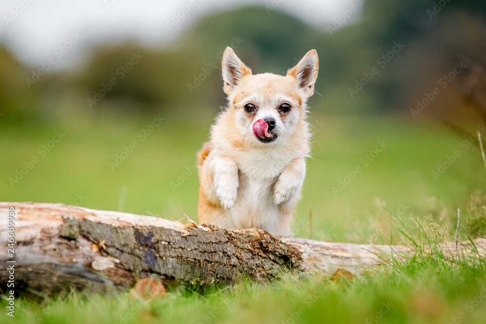 Chihuahua playing in the park
