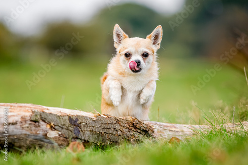 Chihuahua playing in the park
