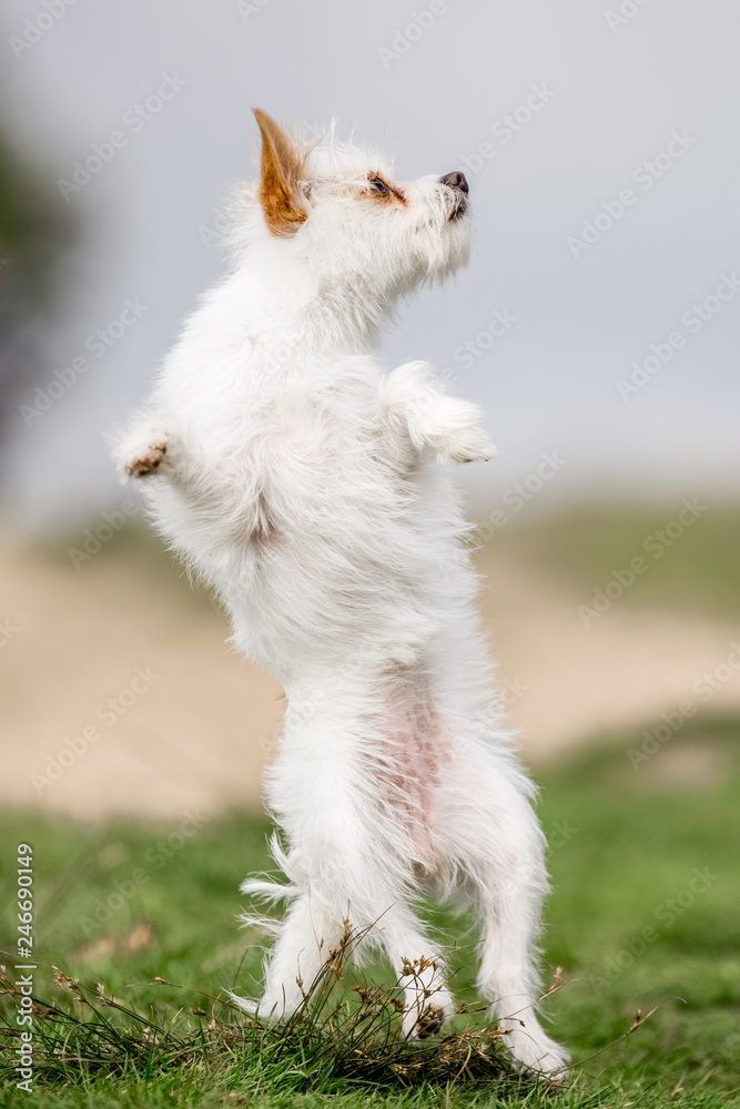 small white dog in the countryside