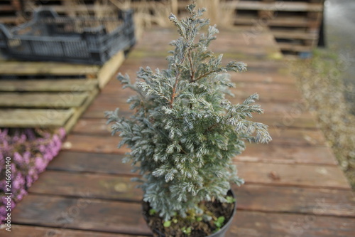 chamaecyparis pisifera photo