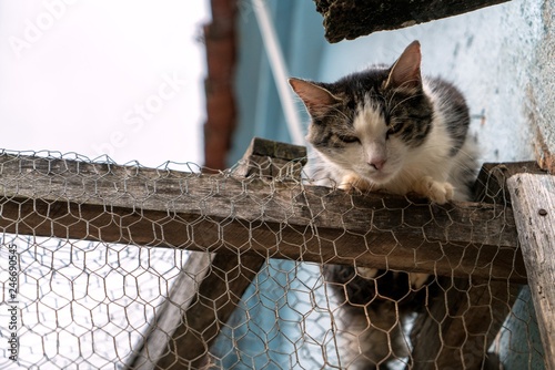 street cat alert photo