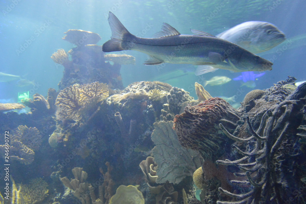 Fototapeta premium Aquarium