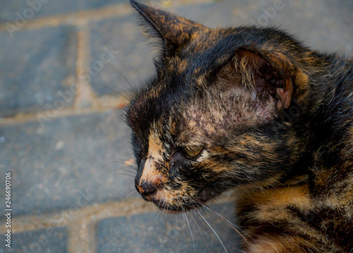 Portrait Of Cat Close Up