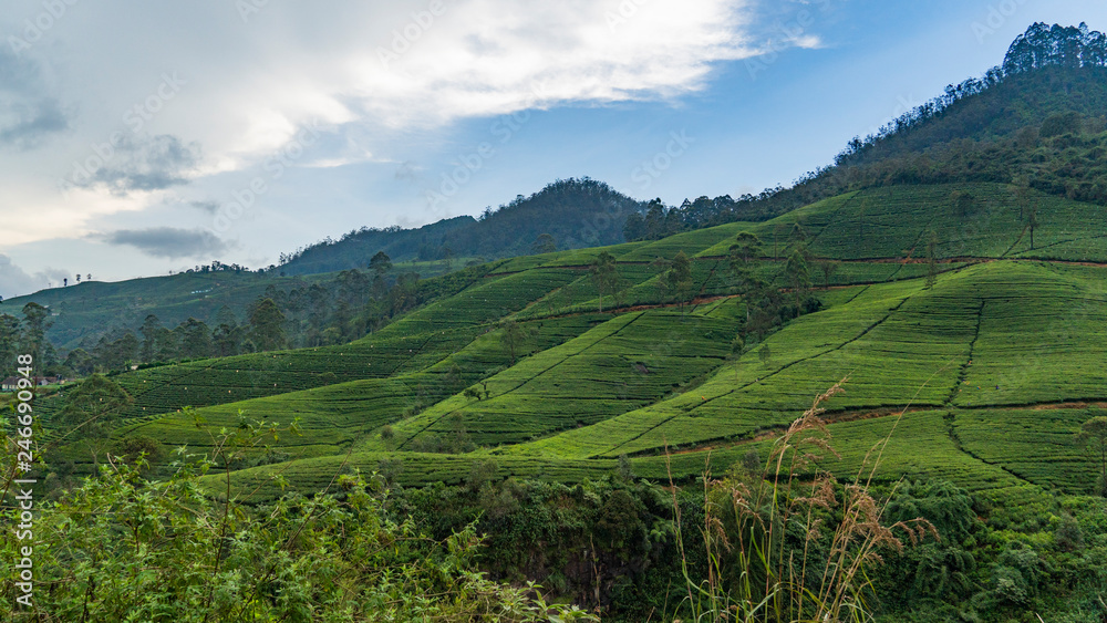 Tea Plantation Hills