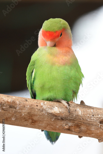 Rosy-faced lovebird (agapornis roseicollis) photo