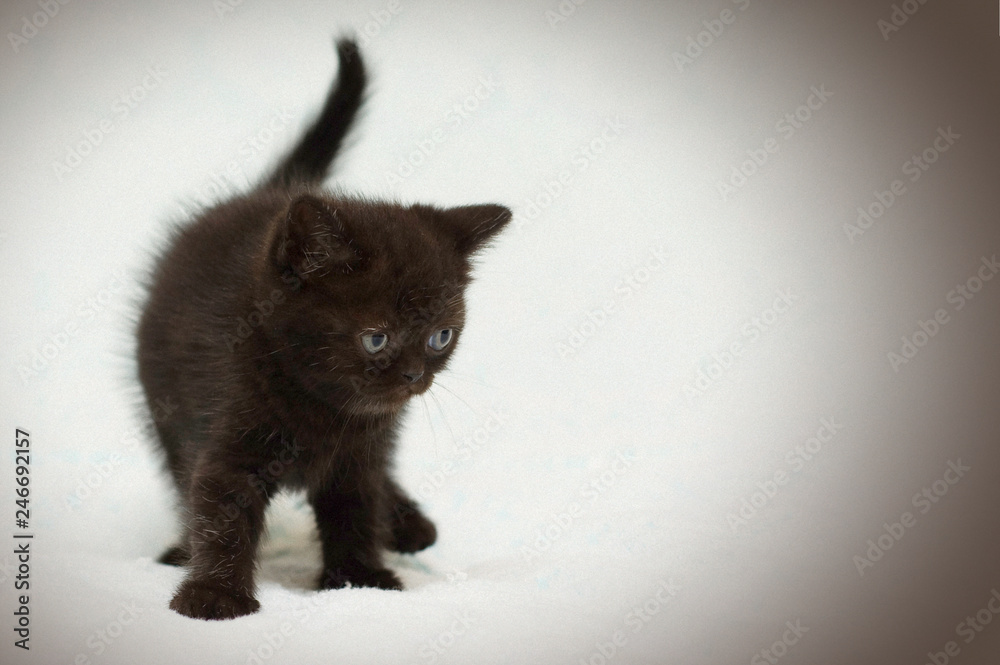 Obraz premium Little cute kitten close up. Portrait of kitten. Funny screaming young kitten on a light background. For lovers of adorable cats