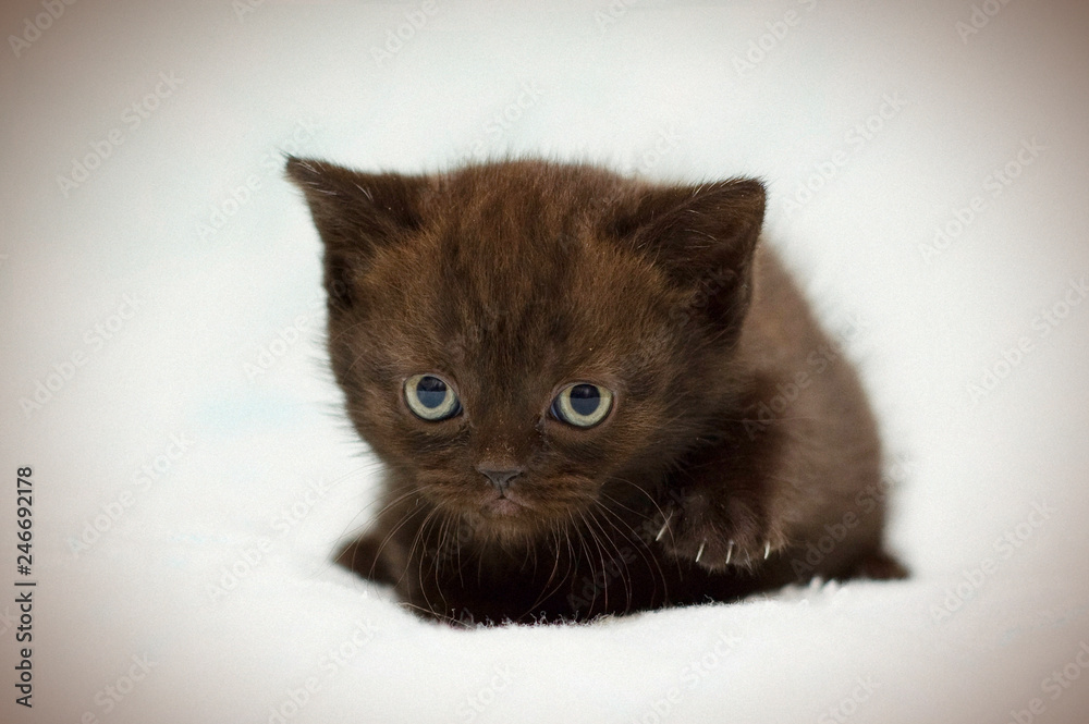 Little cute kitten close up. Portrait of kitten. Funny screaming young kitten on a light background. For lovers of adorable cats