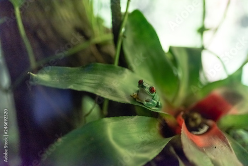 red-eyed tree frog on a leaf of a plant