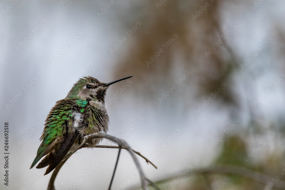 Fototapeta premium Anna's hummingbird