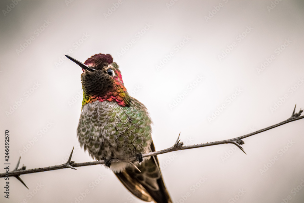 Obraz premium Anna's hummingbird