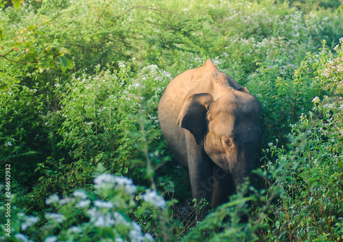 Baby elephant walking in the bush an early morning in Udawalawe in Sri Lanka with warm light.  photo