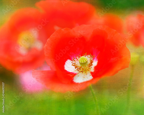 Fototapeta Naklejka Na Ścianę i Meble -  Garden poppies with added texture.