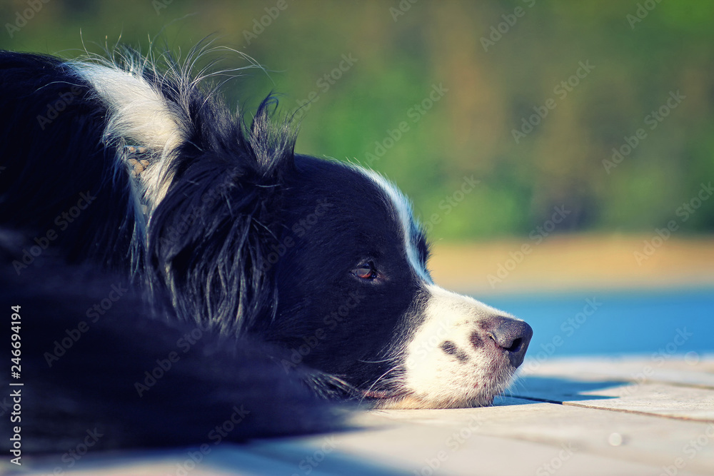 Dog is lying on the pier by the water lake.