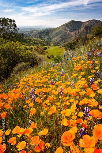 Wildflowers growing on a mountainside photo