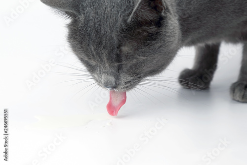 gray cat with tongue hanging out drinking milk on white background