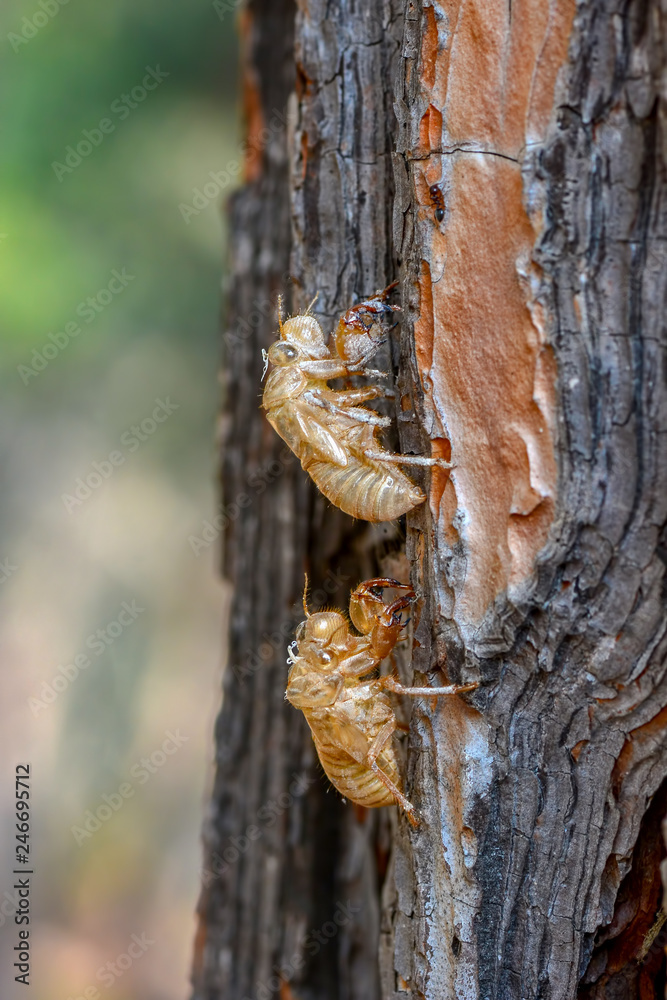 Beautiful nature scene macro cicada molting. Showing of eyes and wing detail.Cicada in the wildlife nature habitat using as background or wallpaper.Cicada insect stick on tree Beautiful nature scene macro cicada molting. Showing of eyes and wing detail.Cicada in the wildlife nature habitat using as background or wallpaper.Cicada insect stick on tree