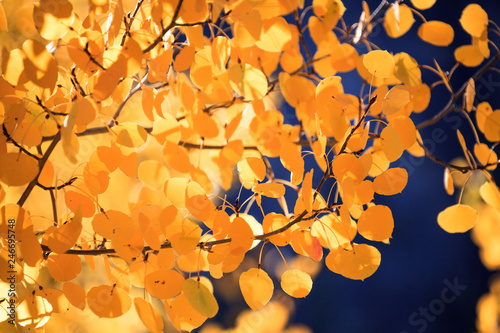 Yellow leaves