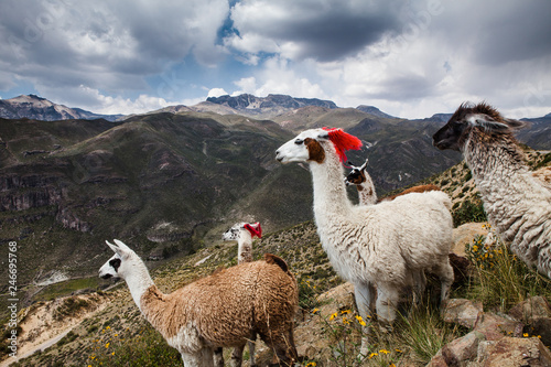 Llama with red yarn livestock markers on a mountain, Colca Canyon, Peru photo