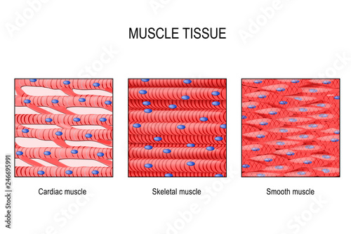 muscle tissue: Skeletal, smooth and cardiac